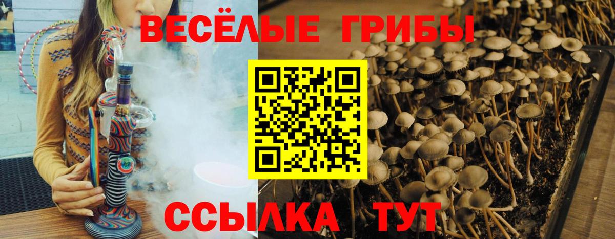 Галлюциногенные грибы прущие грибы Ртищево